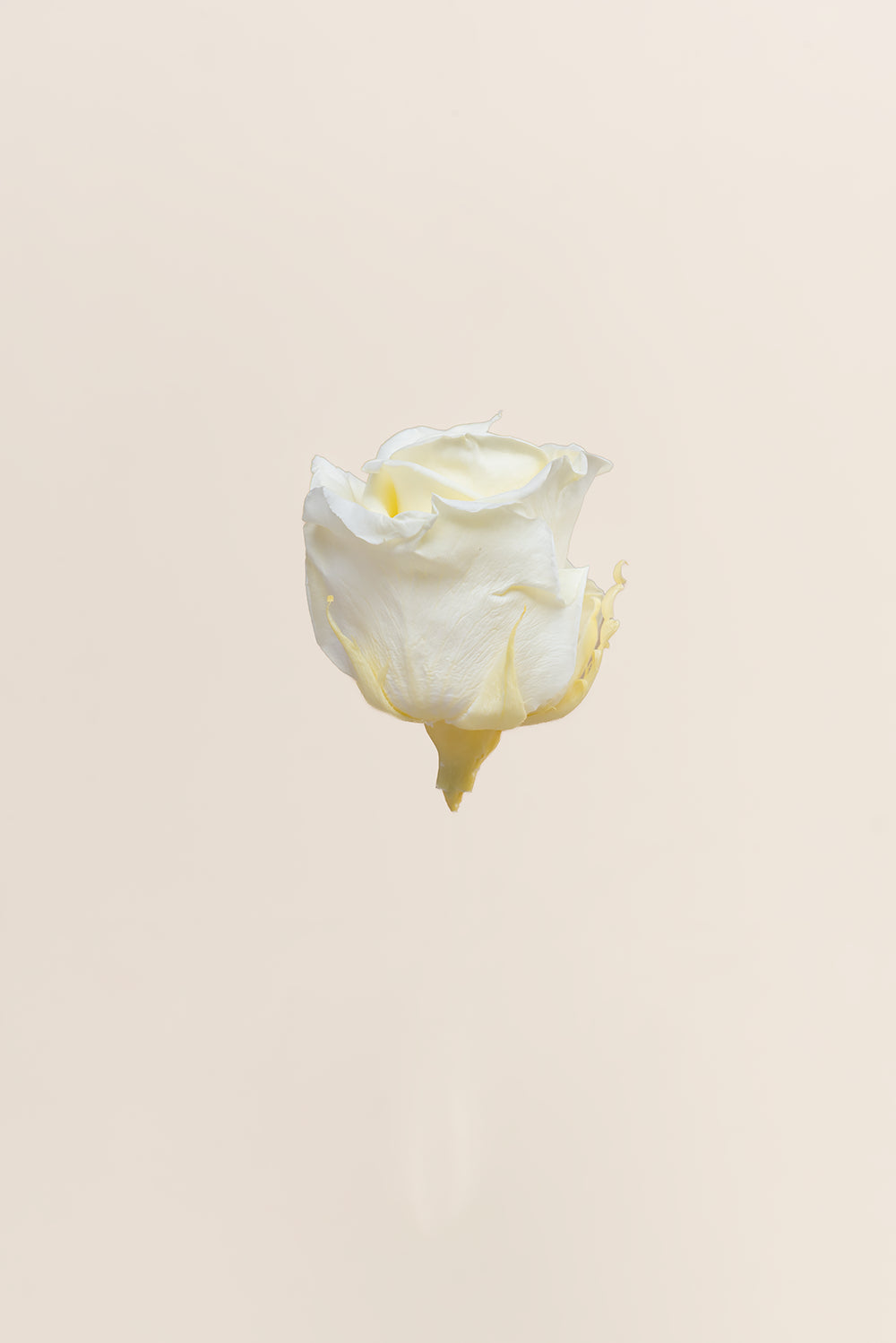 Rose Standard Bulk - Pack 195 u.