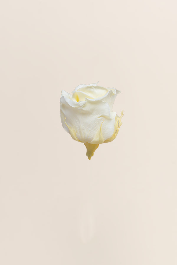 Rose Standard - Boîte 6 têtes