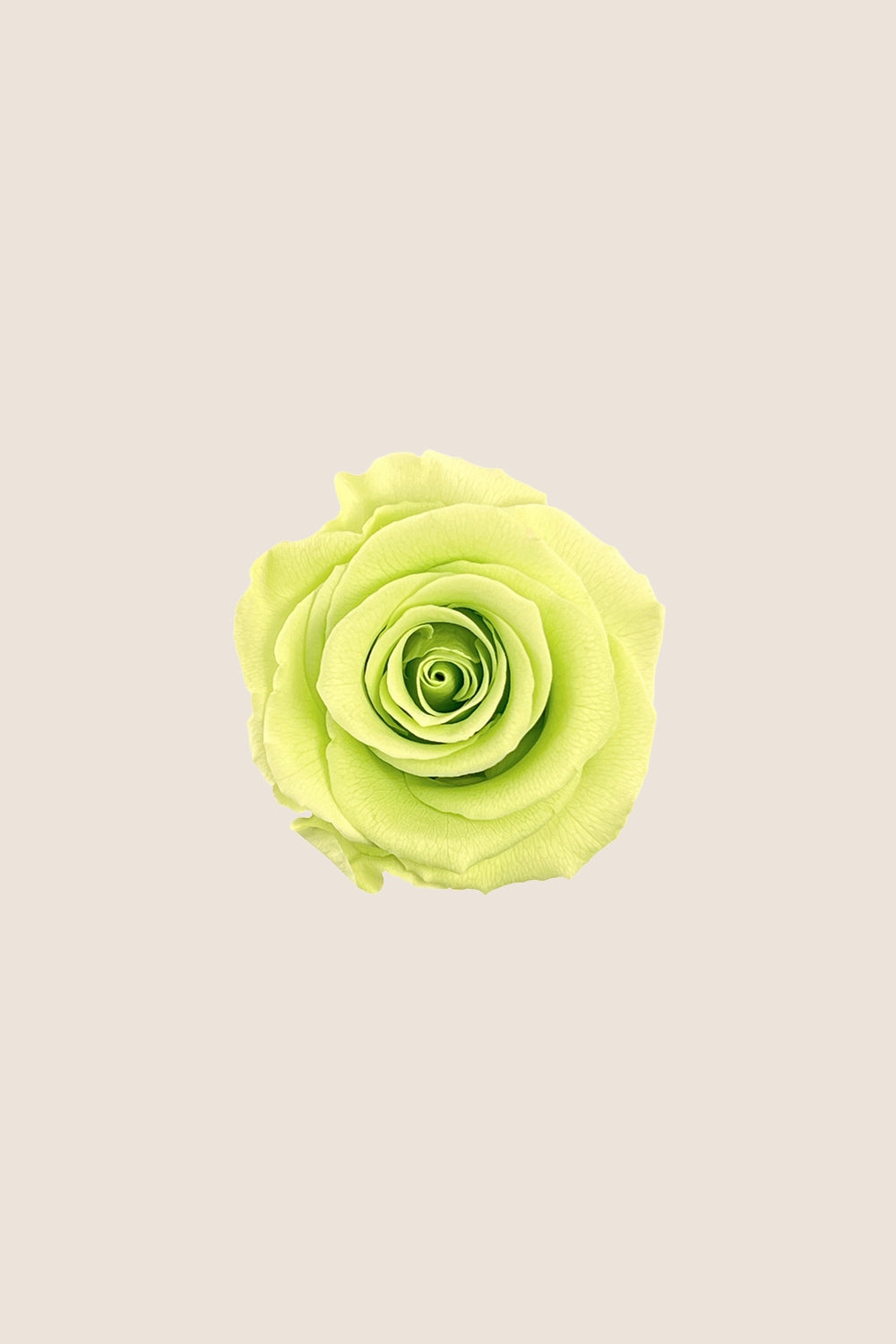 Rose Standard - Boîte 6 têtes