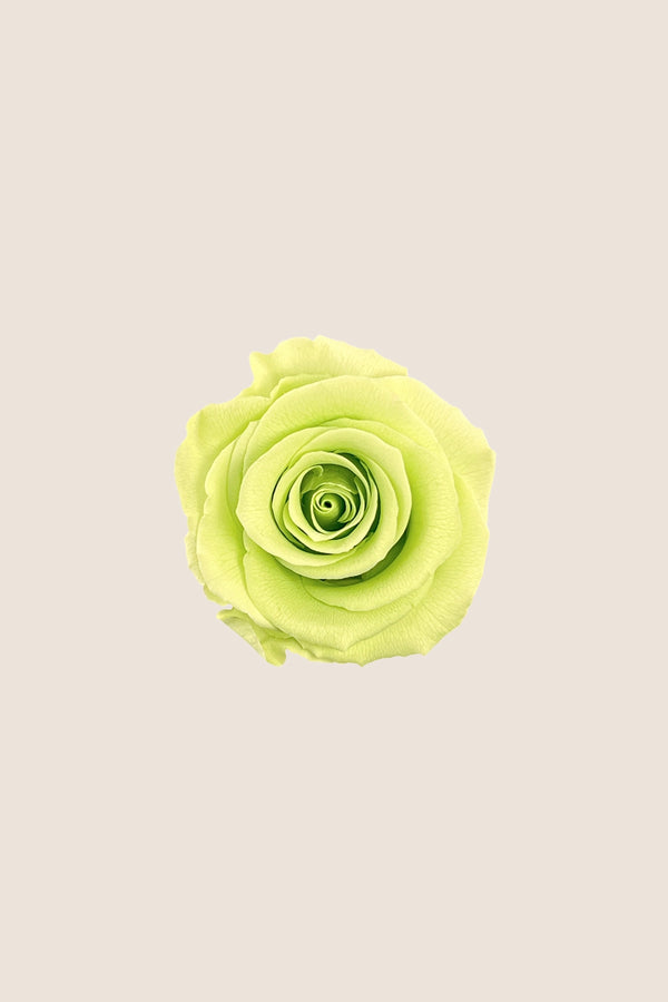 Rose Standard - Boîte 6 têtes