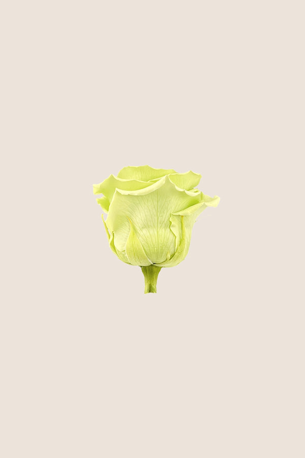 Rose Standard - Boîte 6 têtes