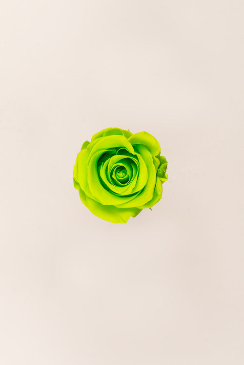 Rosa estándar a granel - Pack 195 u.