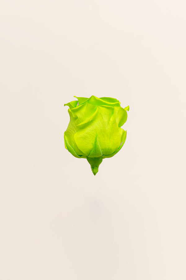 Rose Standard - Boîte 6 têtes