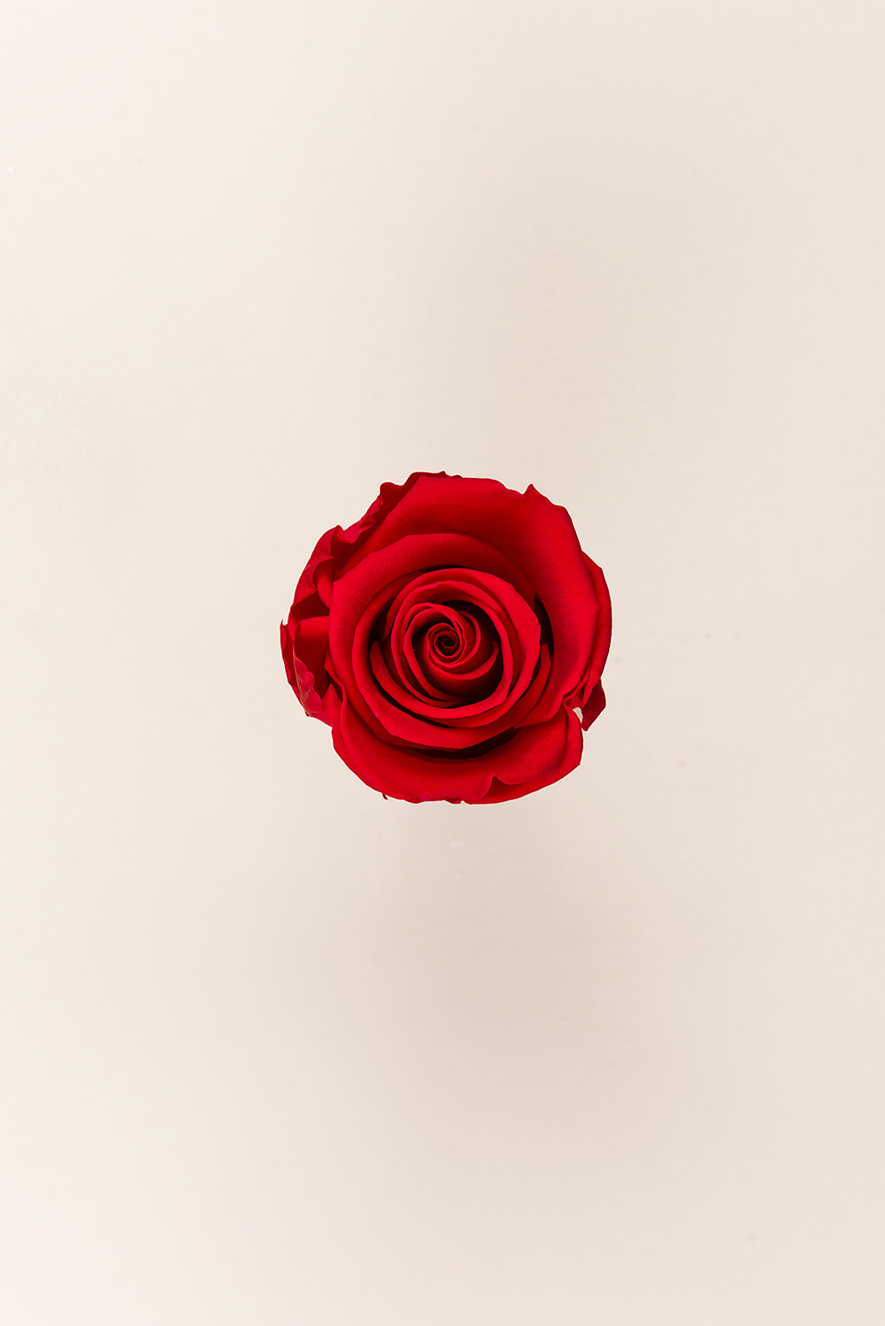 Rose Standard Bulk - Pack 195 u.