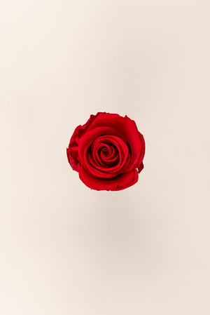 Rose Standard Vrac - Paquet de 195 u.