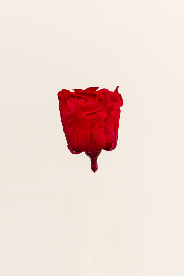 Rose Standard - Boîte 6 têtes