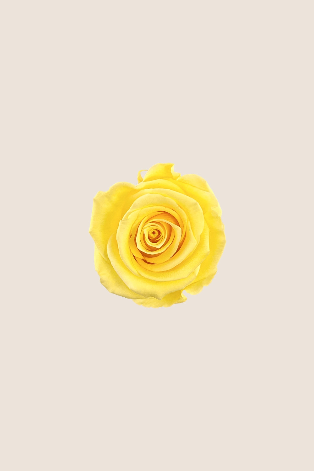 Rose Standard - Boîte 6 têtes