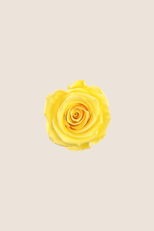 Rose Standard - Boîte 6 têtes