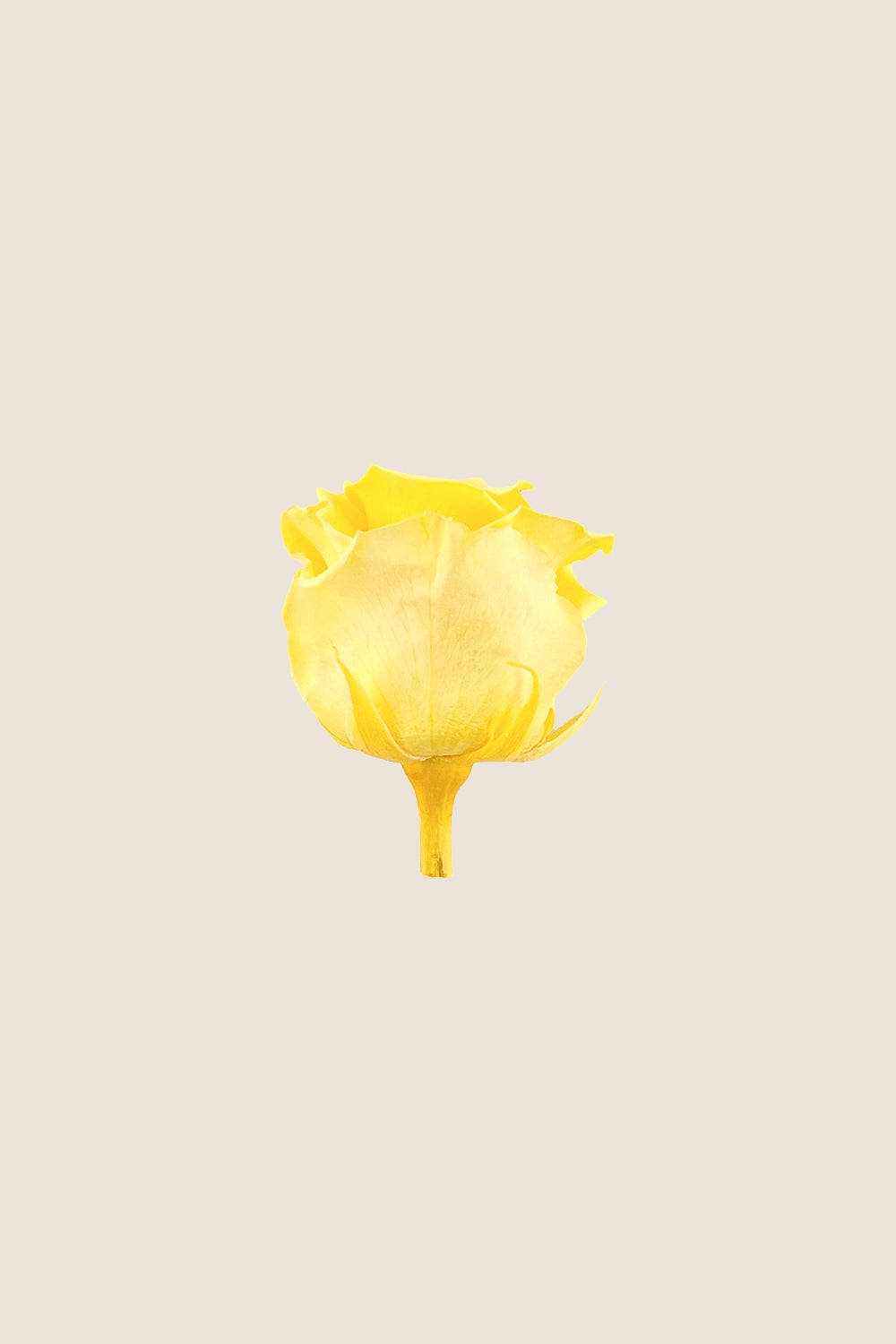 Rose Standard - Boîte 6 têtes