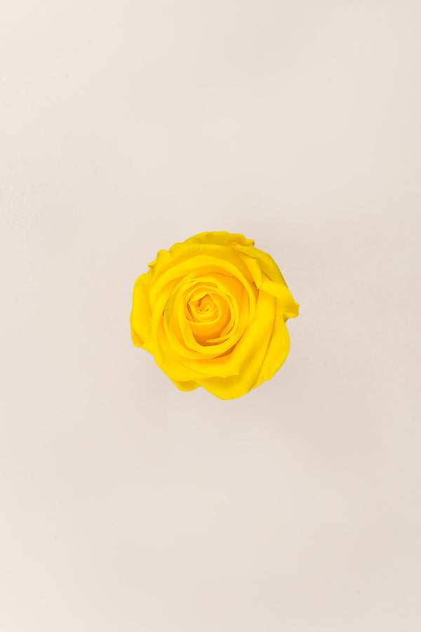 Rose Standard - Boîte 6 têtes