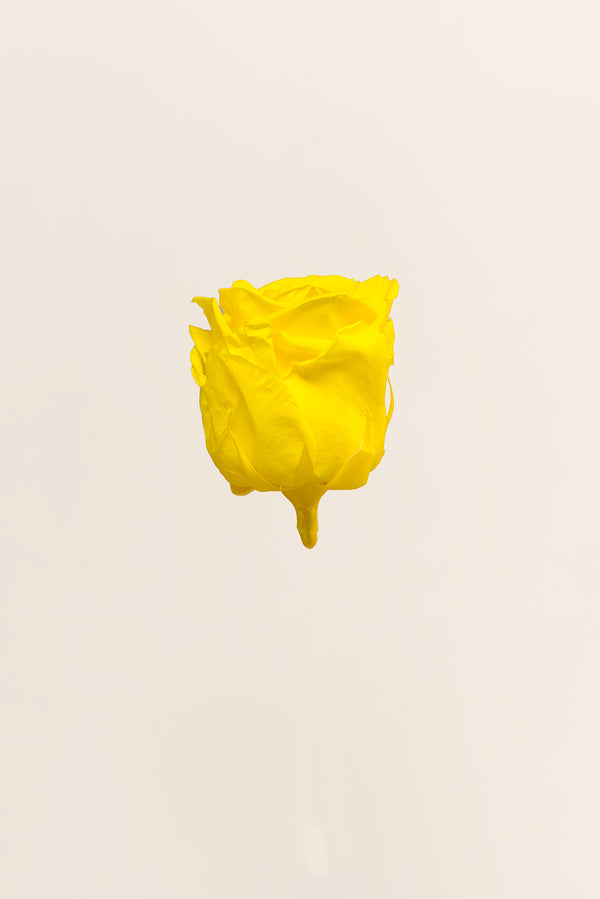 Rose Standard - Boîte 6 têtes