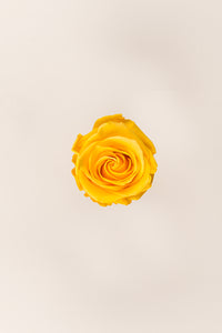 Jaune chaud