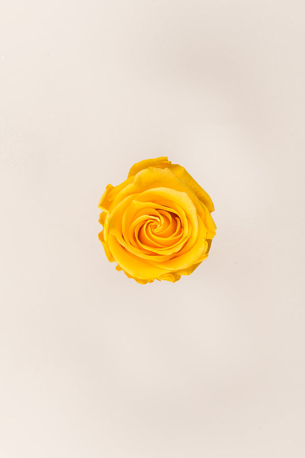 Rose Standard Bulk - Pack 195 u.