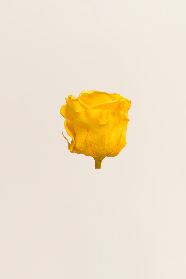 Rose Standard - Boîte 6 têtes