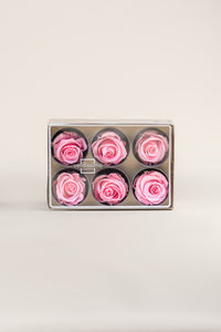 Rose pâle