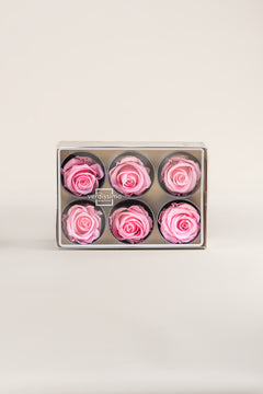 Rose pâle