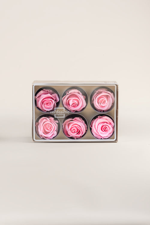 Rose Standard - Boîte 6 têtes