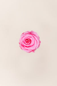 Rose pâle