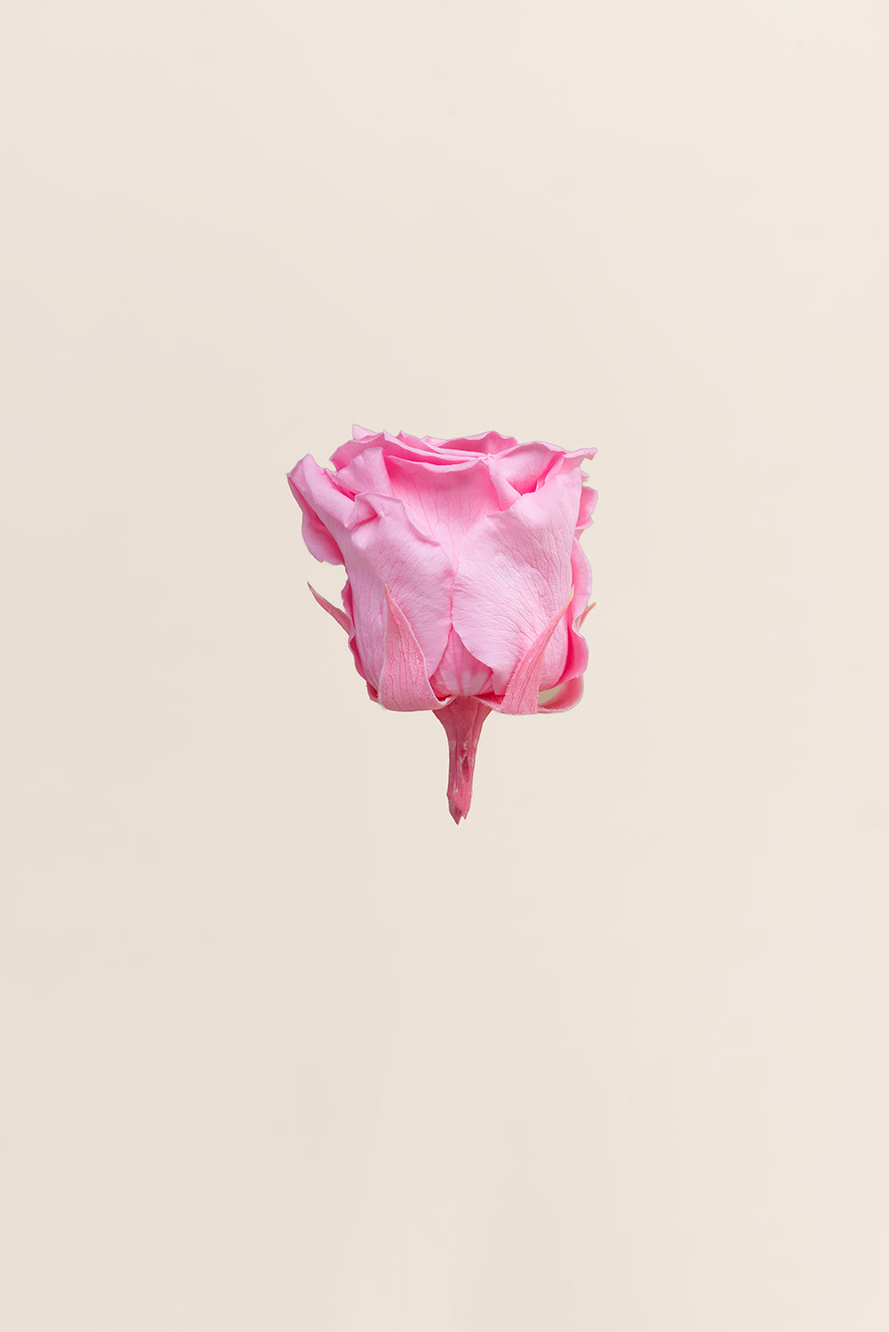 Rose Standard Bulk - Pack 195 u.
