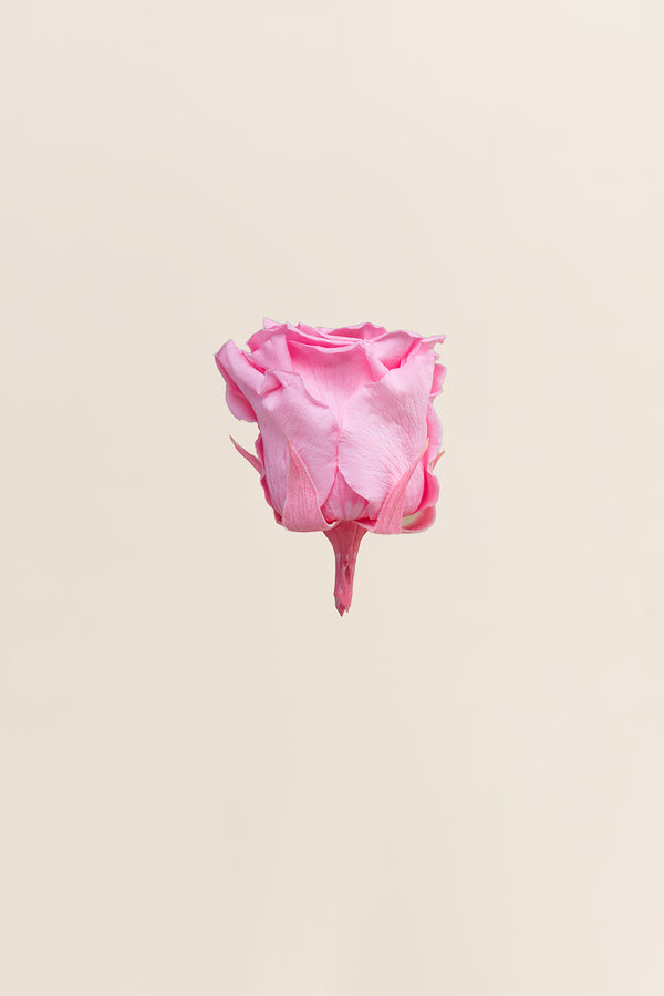 Rose Standard - Boîte 6 têtes