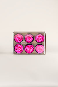 Rose vif