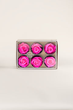 Rose vif