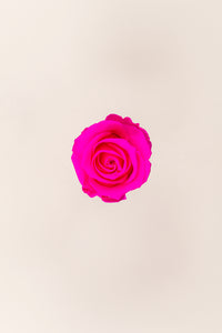 Rose vif