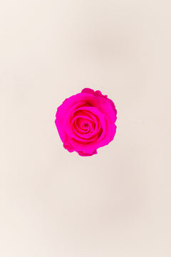 Bright Pink