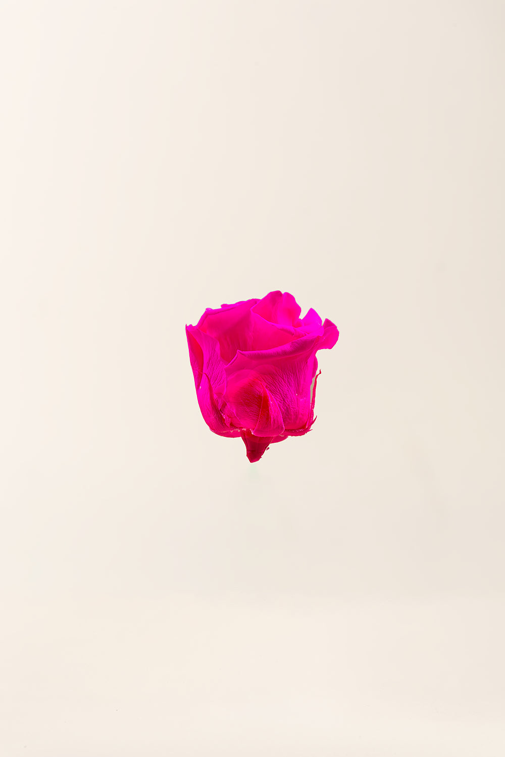Rose Standard Bulk - Pack 195 u.