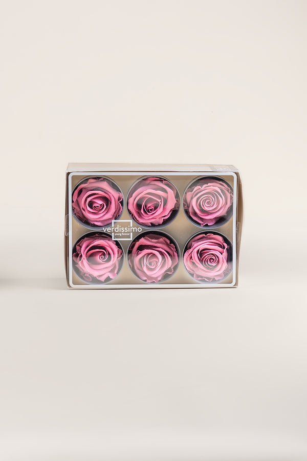 Rose Standard - Boîte 6 têtes