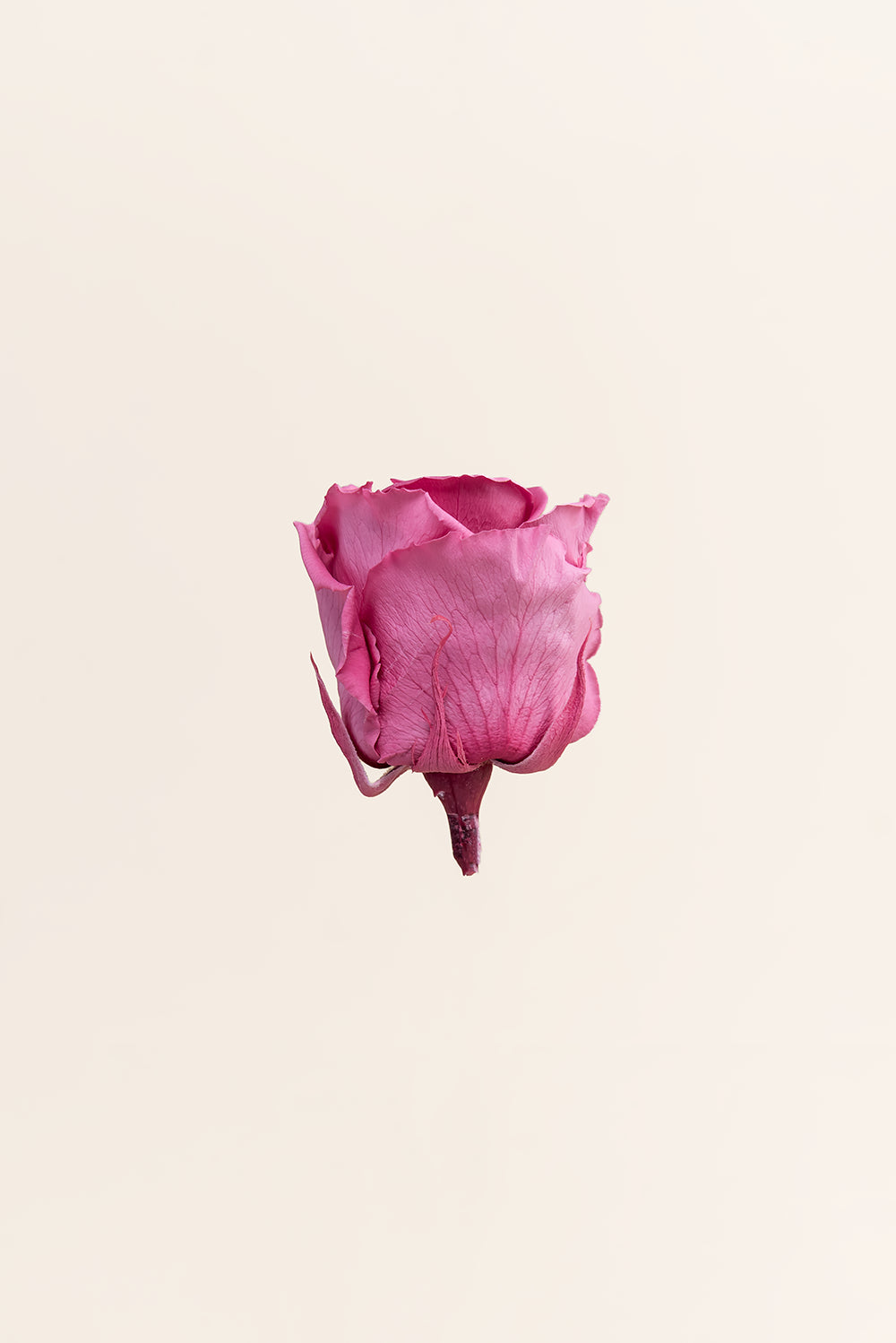 Rose Standard Bulk - Pack 195 u.
