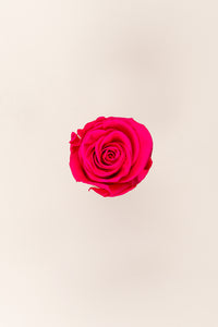 Rose foncé