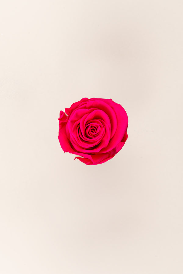 Rose Standard - Boîte 6 têtes