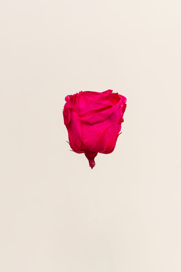 Rose Standard - Boîte 6 têtes