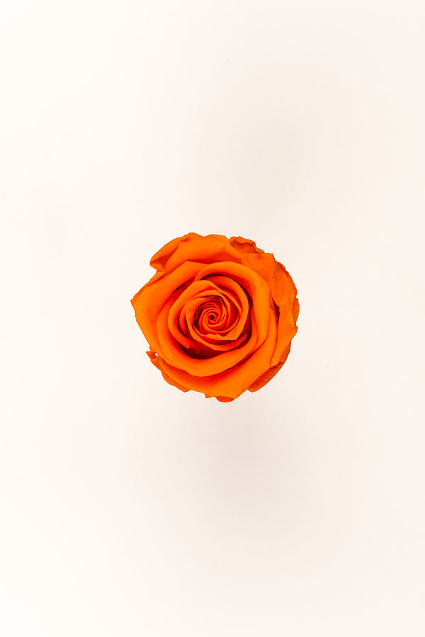 Rose Standard - Boîte 6 têtes