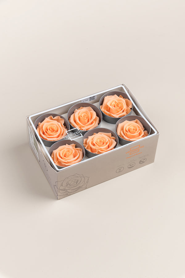 Rose Standard - Boîte 6 têtes