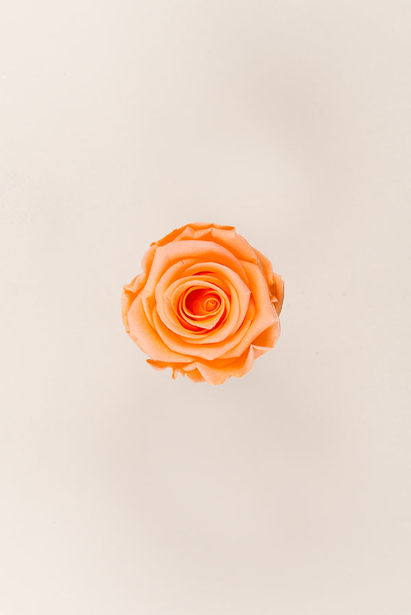 Rose Standard - Boîte 6 têtes