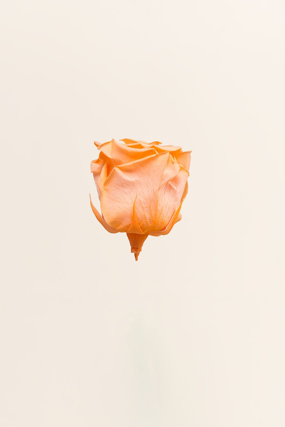Rose Standard Bulk - Pack 195 u.