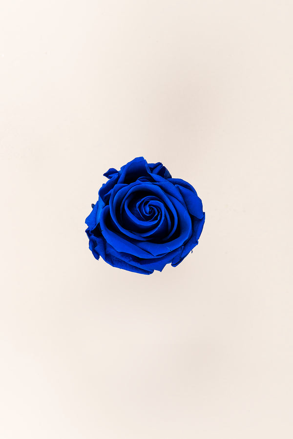 Rose Standard - Boîte 6 têtes