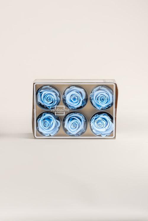 Rose Standard - Box mit 6 Köpfen