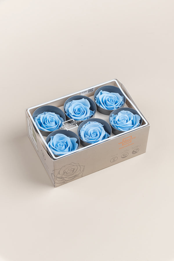 Rose Standard - Boîte 6 têtes