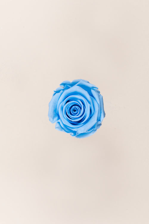 Rosa estándar a granel - Pack 195 u.