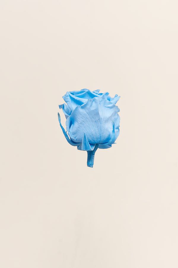 Rose Standard - Boîte 6 têtes