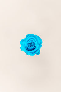 Turquoise vif