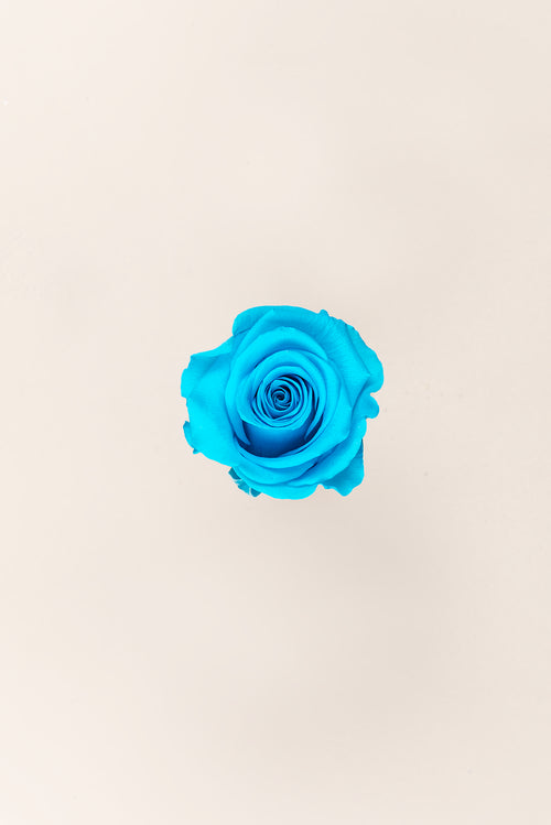 Rosa estándar a granel - Pack 195 u.