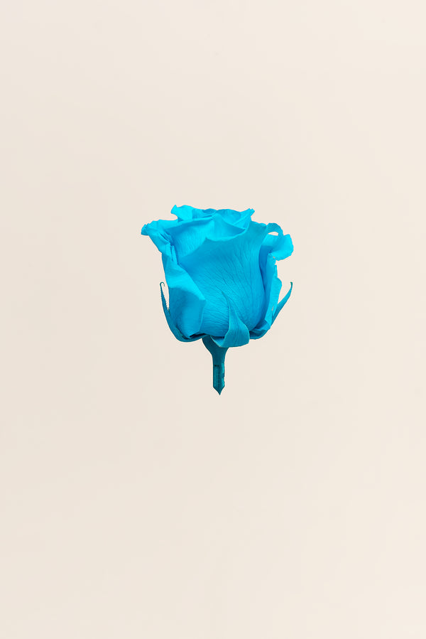 Rose Standard - Boîte 6 têtes