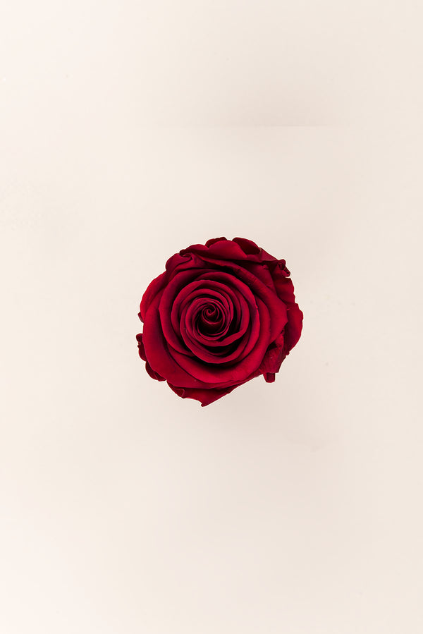 Rose Standard - Boîte 6 têtes