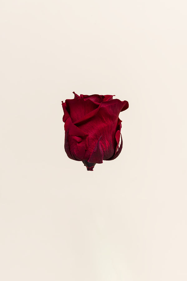 Rose Standard - Boîte 6 têtes