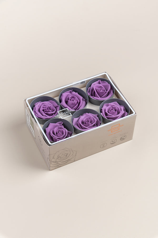 Rose Standard - Boîte 6 têtes