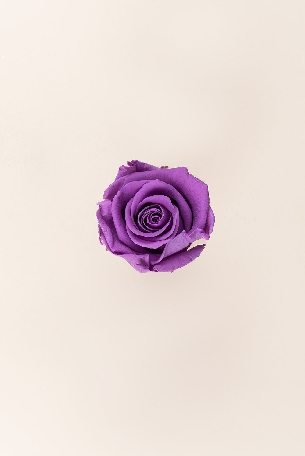 Rose Standard - Boîte 6 têtes